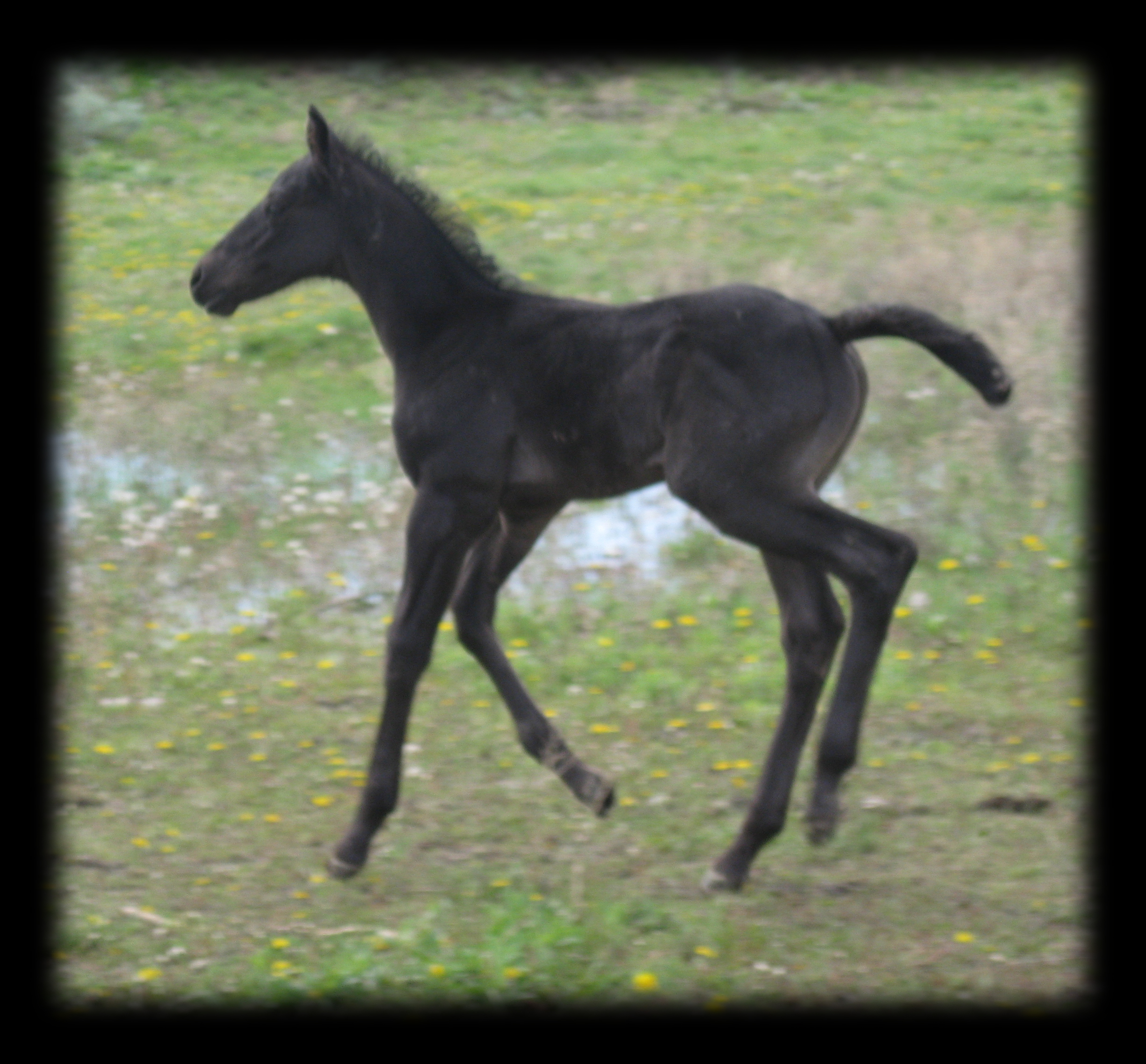Blue Roan Stallion, Mr Roan Hancock and Bar U Champ Binder.